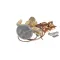 Beverage Air 303-131A Thermo Expansion Valve, FSE-1/2 ZP35, 15 PSIG