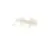 3370063438 Schaerer alternate view 2